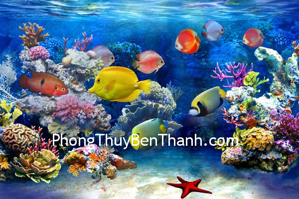 Các loại cá có màu sắc rực rỡ đều tốt về phong thủy