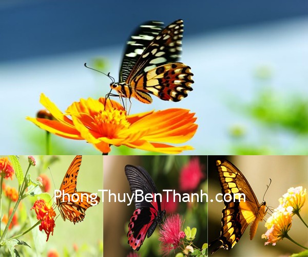 Bướm dành cho những người muốn một cuộc sống năng động mà không vướng bận trách nhiệm