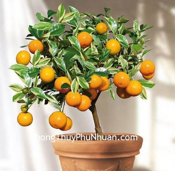 Nên trồng cây ở hướng Đông-Nam