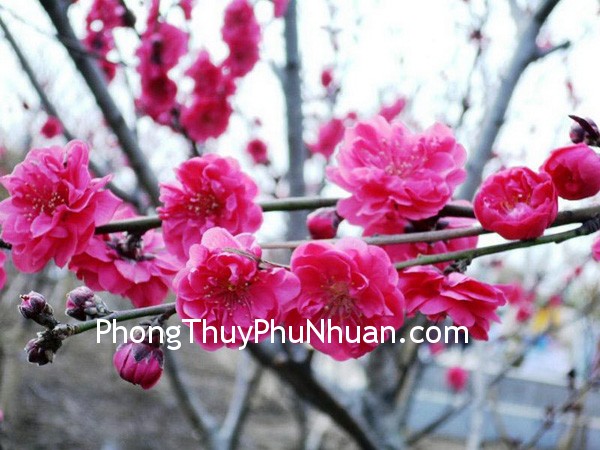 Những mẫu chuyện phong thủy đào hoa