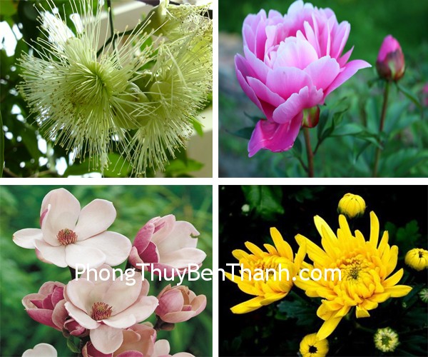 Hoa bốn mùa cho may mắn quanh năm