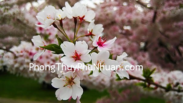 sakura flower sakura flower Thành – bại cũng tại Đào hoa
