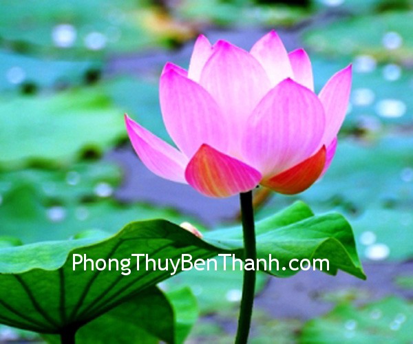 Hoa sen cho sự thuần khiết trong tâm hồn