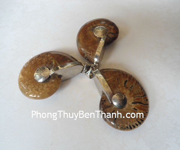 Vỏ ốc vận may trong các chuyến đi