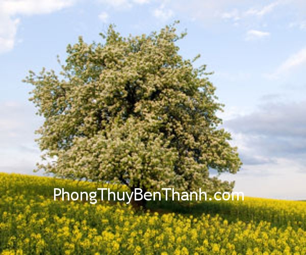 Trồng cây ước ở hướng Đông