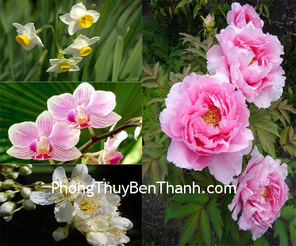 hoa hoa Đàn ông độc thân nên kích hoạt năng lượng âm trong nhà