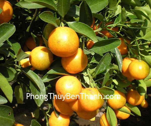 cay-quat cay quat Cây quất nặng trĩu quả đem lại nhiều may mắn trong năm mới