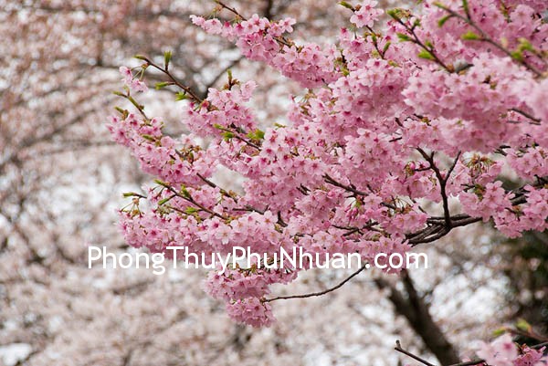 Nguyên tắc bảo vệ vị trí Đào hoa