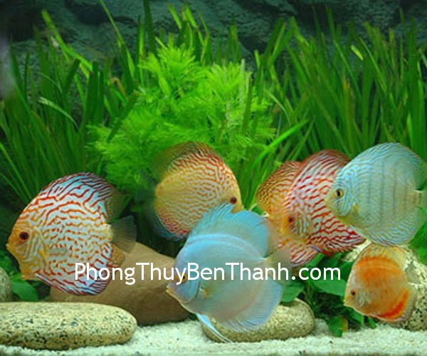 Sử dụng biểu tượng cung cấp năng lượng cho cung Tình duyên