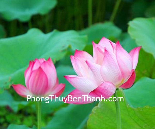 sen-hong sen hong Hoa sen tượng trưng cho sự thanh khiết và toàn mỹ