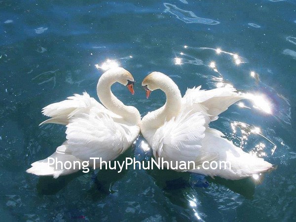 995679_201987909958266_945642363_n 995679 201987909958266 945642363 n1 Quan hệ giữa hướng mở cửa với đào hoa