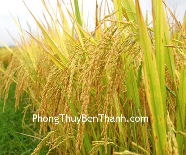 canhh-dong-lua canhh dong lua Mô phỏng cánh đồng lúa chín