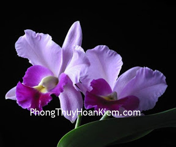 hoalan-15 hoalan 15 Tranh hoa lan