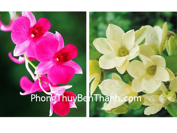 Hoa lan tượng trưng cho sự toàn mỹ. Mộc lan tượng trưng cho vẻ đẹp mềm mại, nữ tính
