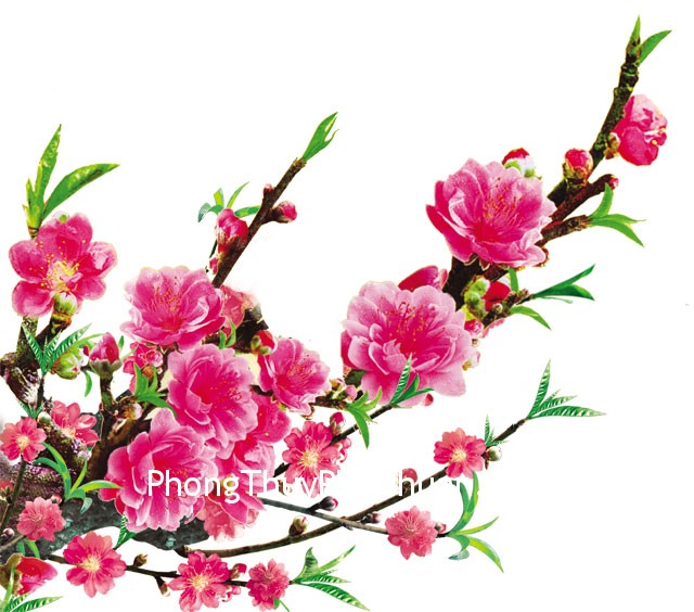 Góc khuyết trong phương vị Đào hoa của Sinh Tiêu