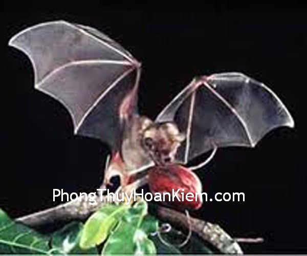 tranh- doi tranh doi Vài nét về tranh trang trí về hình con giáp
