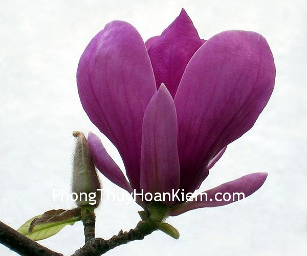hoa moc lan hoa moc lan Tranh hoa mộc lan