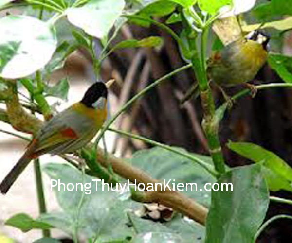 Tranh chim tương tư