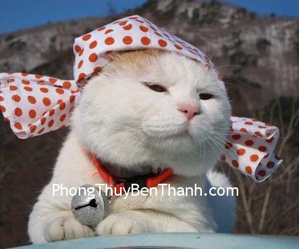 Tuổi Mẹo