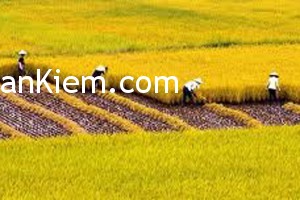 mua boi thu mua boi thu1 300x200 Tranh mùa màng bội thu