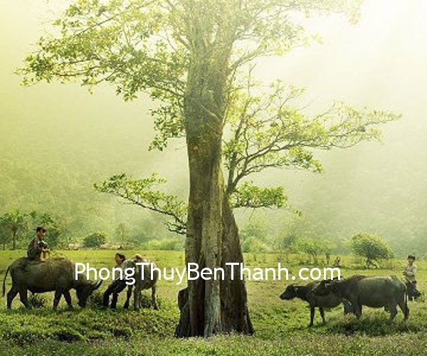 trau trau Tuổi Sửu