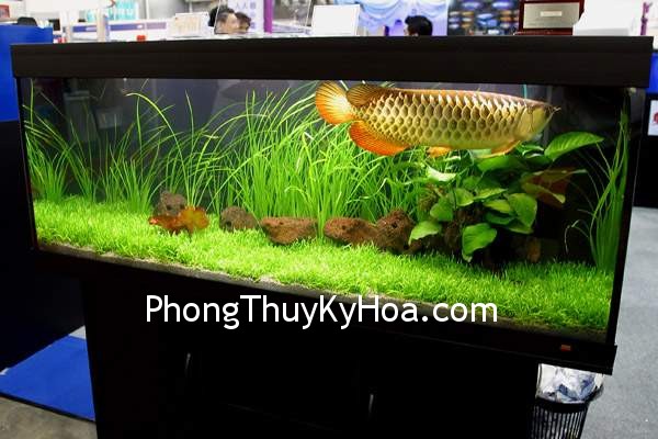 Hồ cá trong phòng ngủ