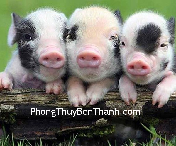 van-may-tuoi-hoi van may tuoi hoi Vận may của tuổi Hợi trong năm