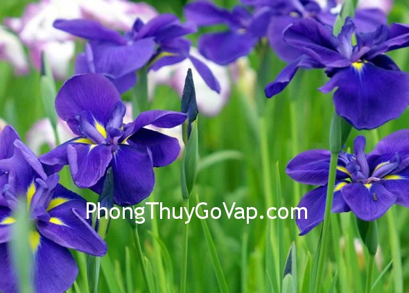 bai-tri-phong-lam-viec-rieng2 bai tri phong lam viec rieng21 Bài trí phòng làm việc riêng (P.2)