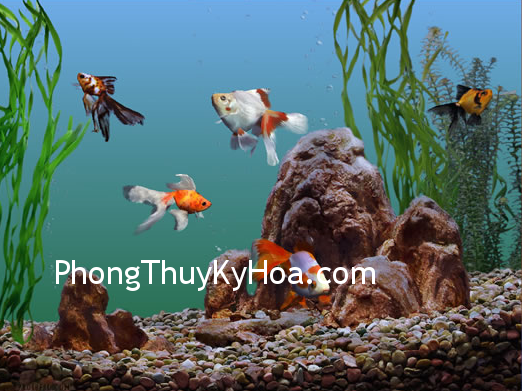 Cạnh của hồ cá đối diện cửa chính