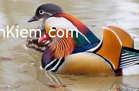 chim lien Tranh chim liền cánh
