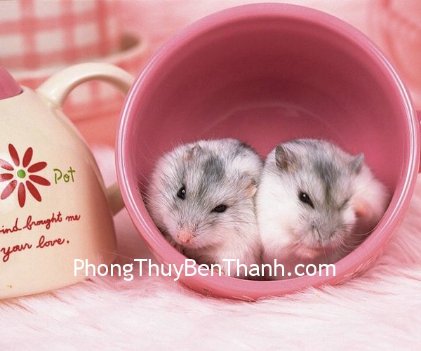 Vận may của tuổi Tí trong năm