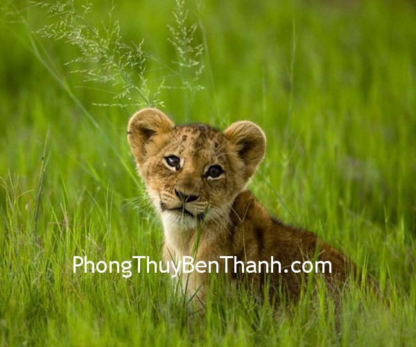 Vận may của tuổi Dần trong năm