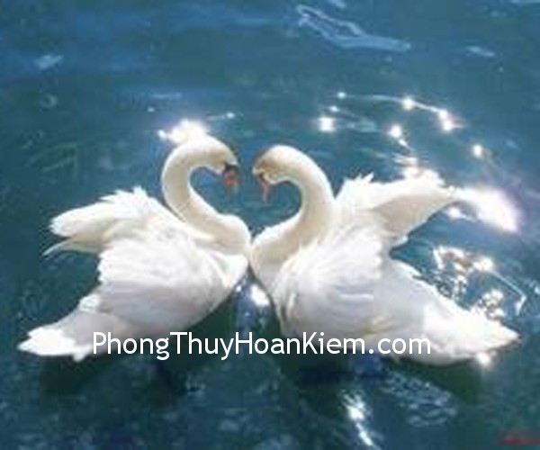 ngong ngong Tranh Ngỗng, Vịt