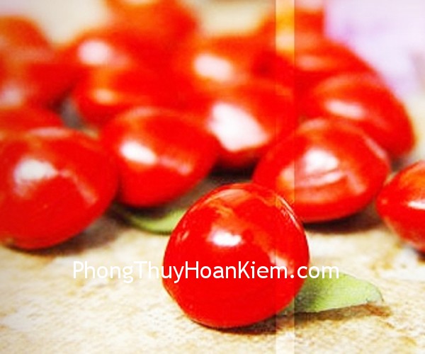 hat dau do hat dau do Tranh hạt đậu đỏ (hạt đậu tương)
