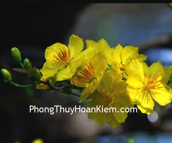 Tranh hoa mai