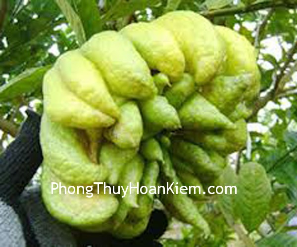 Tranh quả phật thủ