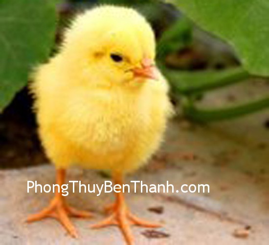 van-may-nguoi-tuoi-dau van may nguoi tuoi dau Vận may của tuổi Dậu trong năm