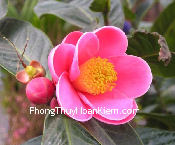 OLYMPUS DIGITAL CAMERA haiduong Tranh hoa hải đường