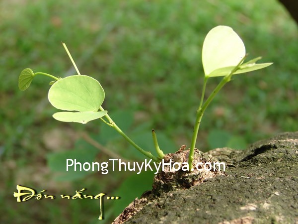 Thay đổi vận hạn