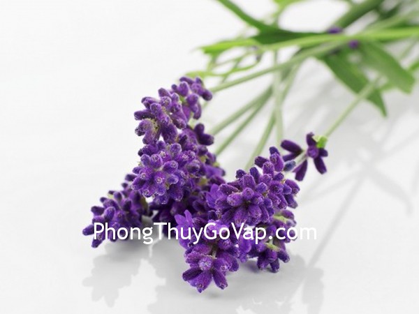 Bài trí phòng làm việc riêng (P.4)