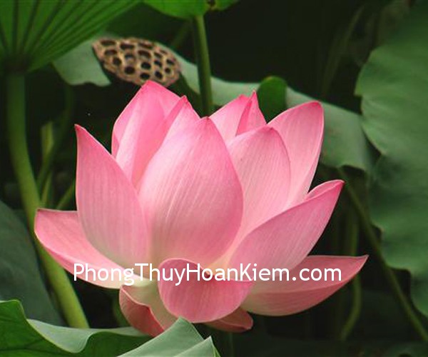 Tranh hoa sen