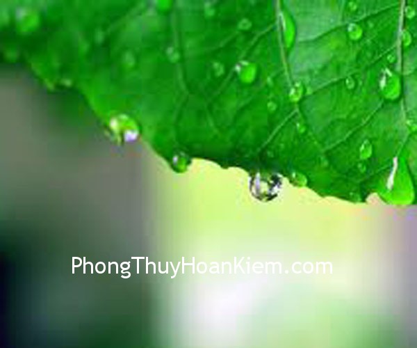 la cay la cay Treo tranh trong phòng bếp
