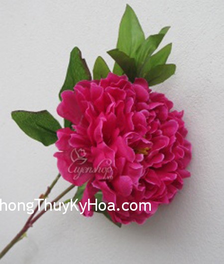 Bình hoa khô có phát ra năng lượng âm không?