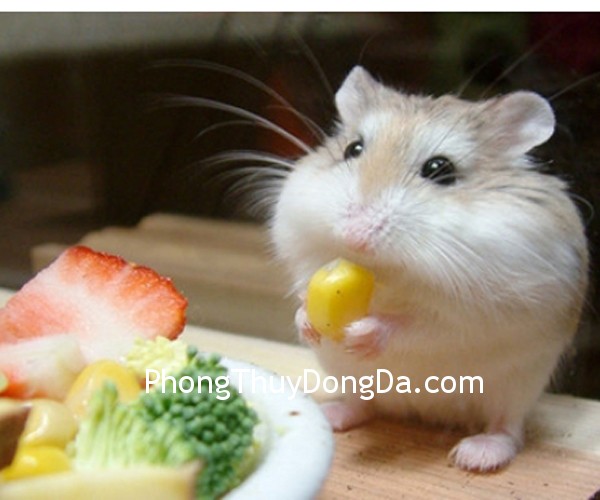 chuot chuot Thực phẩm cải vận dành cho người tuổi Tý