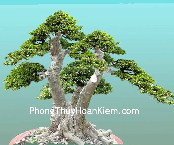 tung-bach tung bach Tranh “Nghênh khách tùng”