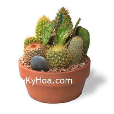 Cây xuong r?ng cung có th? t?o ra dòng di?n cham soc cay xuong rong Xử lý cây xương rồng