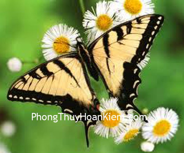 Tranh hồ điệp