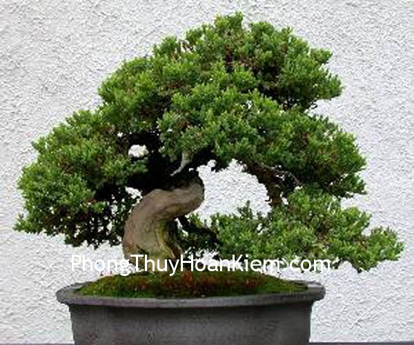 bonsai3_1 bonsai3 1 Bố cục phong thủy tại vị trí quẻ Chấn thì có ảnh hưởng gì tới con trai cả không?