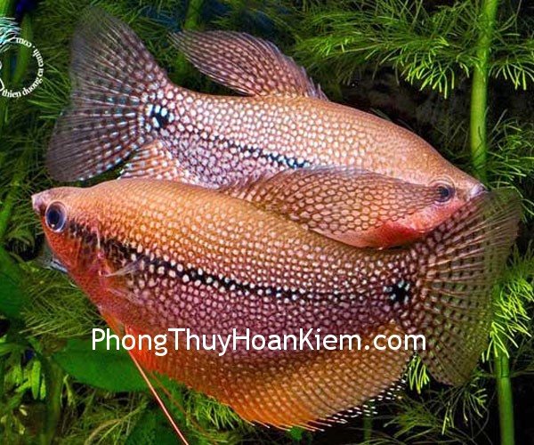 Cách bổ sung ngũ hành khiếm khuyết cho thành viên trong gia đình
