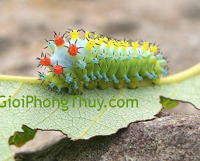 Giải mã giấc mơ thấy sâu
